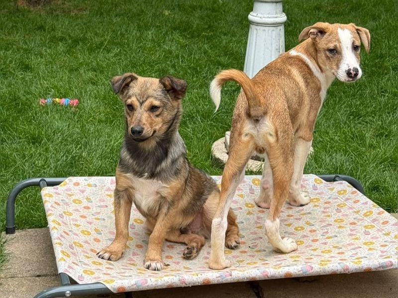 ♥HANJO♥ neu auf Pflegestelle bei Köln - zuckersüßer, sehr zutraulicher Welpe 49cm (wachsend)