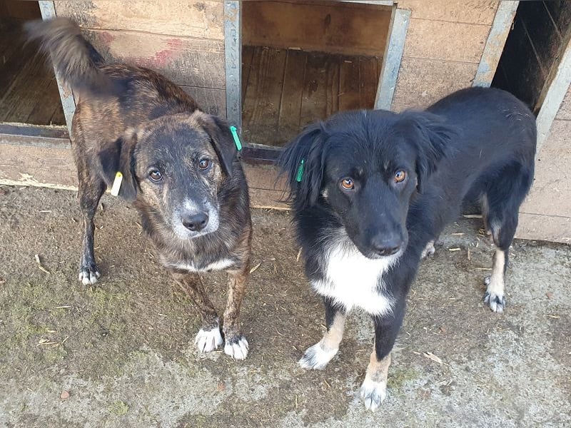 ♥RUSTY♥ unfassbar verschmuster und kuschelbedürftiger, wunderschöner, gestromter Rüde 49 cm