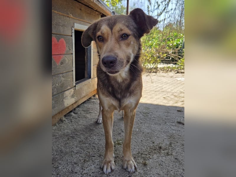 ♥CODY♥ wunderschöner tricolor-farbener, anhänglicher, sportlicher Rüde 45 cm