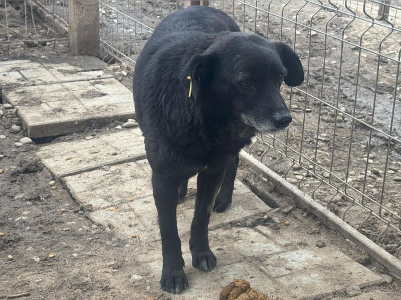 ♥TRUDI♥ süße, ruhige, zurückhaltende Hündin,die nicht auffallen will,um keine Probleme zu haben 47cm