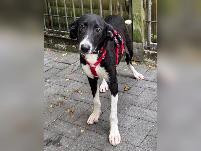 ♥ARNO♥ neu auf Pflegestelle bei Duisburg - bildhübscher, fröhlicher, verspielter Junior 48cm