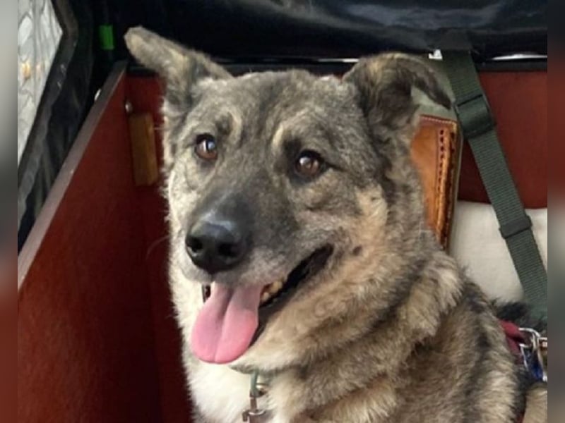 ♥LONKA♥ auf Pflegestelle in Köln - wunderschöne, verschmuste Hündin 42 cm