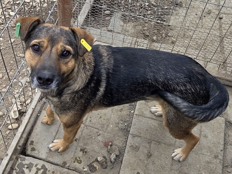 ♥BEN♥ Traumhund mit wundervollem Charakter, der auf seine Menschen wartet 49 cm