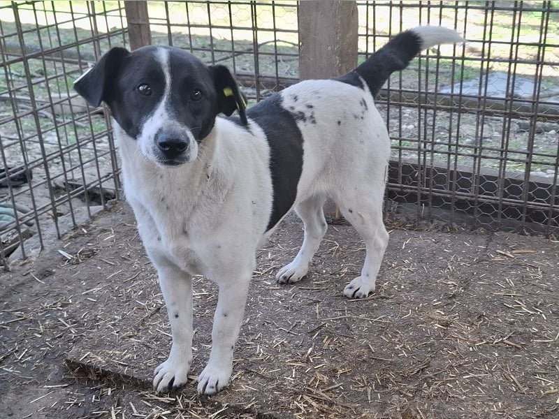 ♥AFRICA♥ zuckersüße, hübsche, noch unsichere Juniorin 42 cm