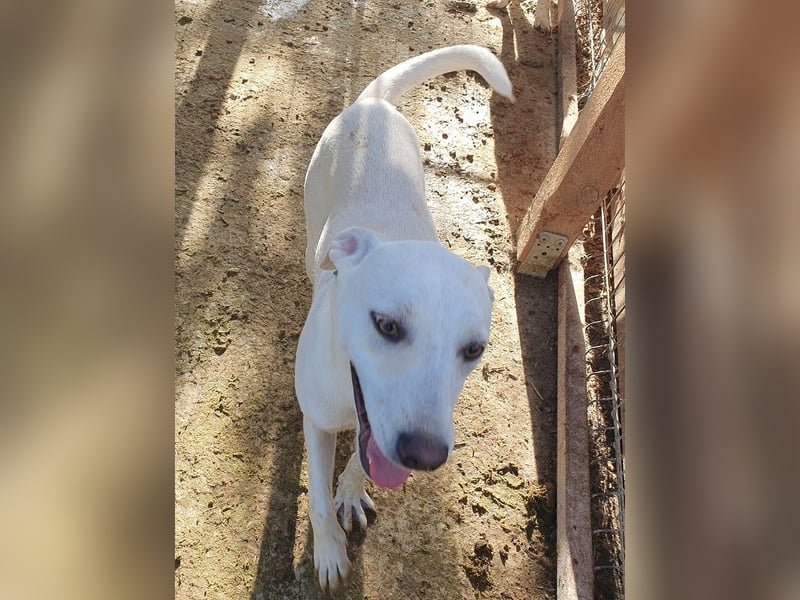 ♥LUCY♥ sportliche, lebenslustige, sehr menschenbezogene Junghündin 45 cm