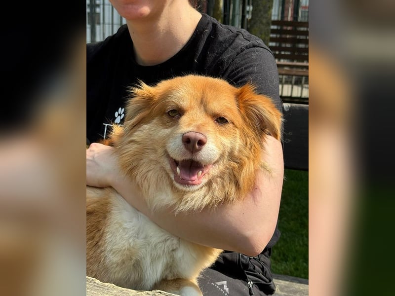 ♥BENNY♥ auf Pflegestelle bei Köln - süßer, ganz menschenbezogener Rüde 42cm