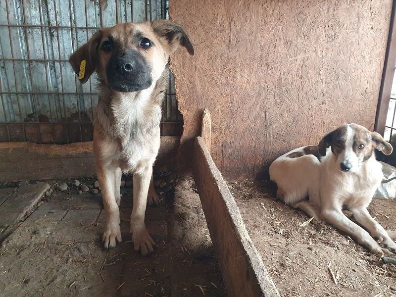 ♥LUKE♥ neu auf Pflegestelle bei Köln - süßer, charmanter, hübscher Bub 43cm (wachsend)