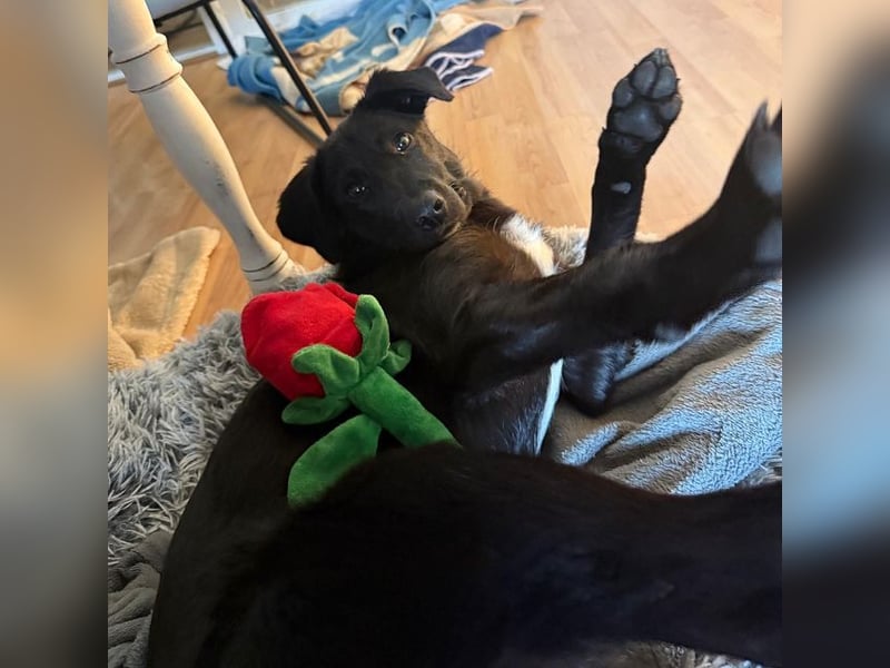 ♥CHICO♥ auf Pflegestelle in Köln - zuckersüßer, verschmuster, sanfter Junior 49 cm