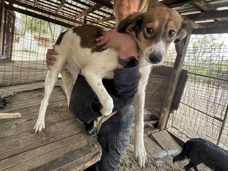 ♥SIDNEY♥ neu auf Pflegestelle bei Leverkusen -zuckersüße, verspielte, ausgeglichene Juniorin 49 cm