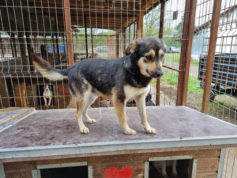 ♥MARLEY♥ süßer, anhänglicher, lieber Junghund voller Vertrauen 49 cm