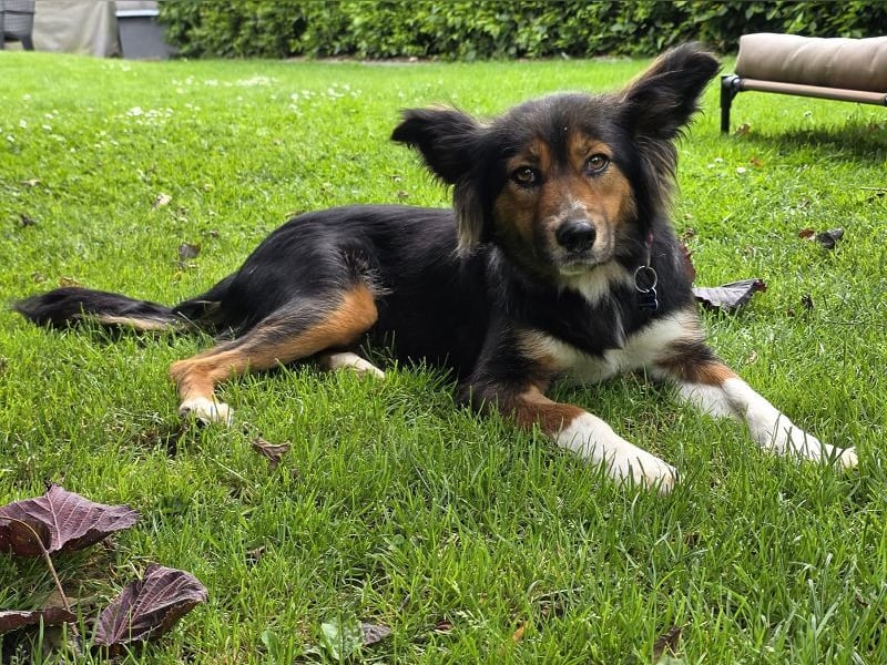 ♥SALOME♥ neu auf Pflegestelle bei Leverkusen - bildhübsche, verschmuste, kluge Hundemama 49cm