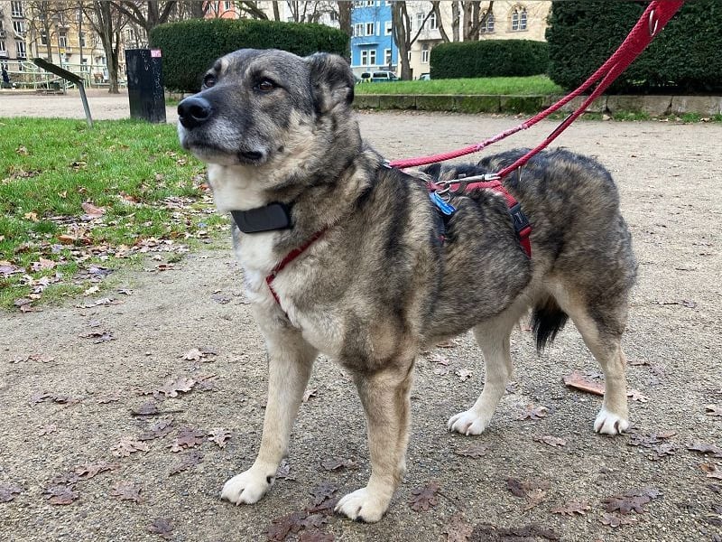 ♥LONKA♥ auf Pflegestelle in Köln - wunderschöne, verschmuste Hündin 42 cm