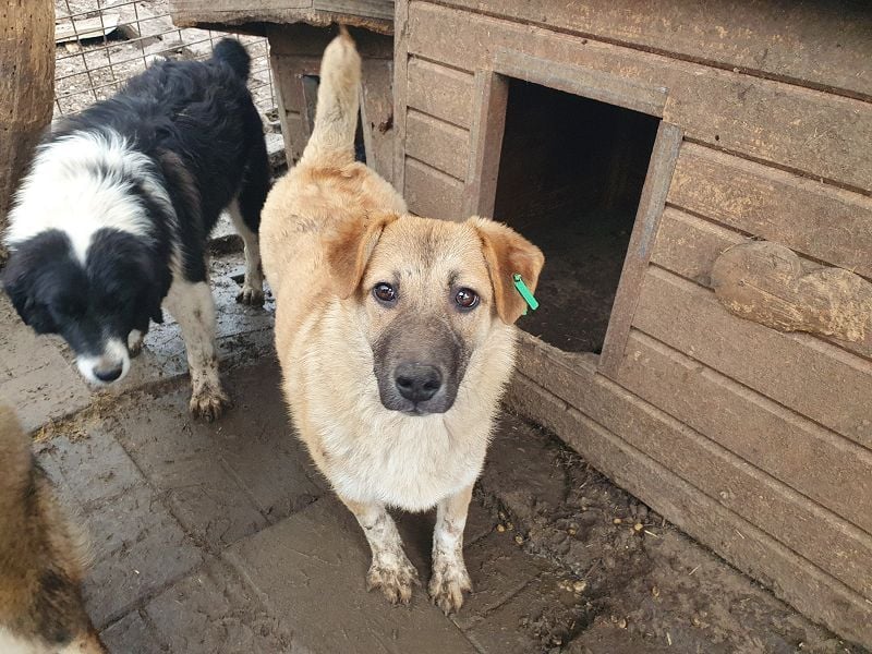 ♥ALESSIA♥ zuckersüße, ganz liebe Junghündin, die viel zu geben hat und kaum etwas erwartet 47 cm