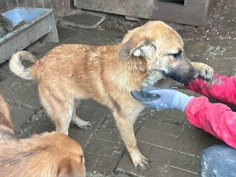 ♥ELVIS♥er bringt alles mit,was man sich wünschen kann: ruhig, sehr menschenbezogenen, liebevoll 48cm