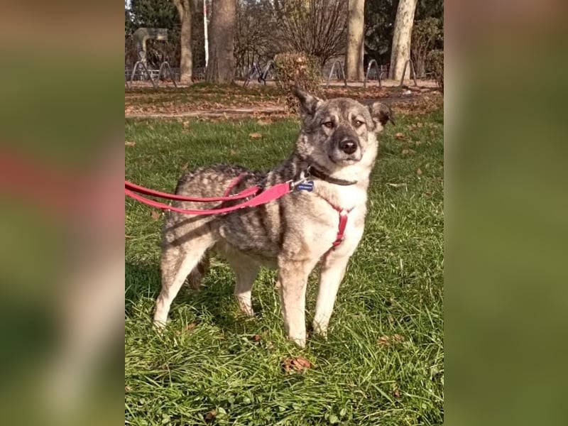 ♥LONKA♥ auf Pflegestelle in Köln - wunderschöne, verschmuste Hündin 42 cm