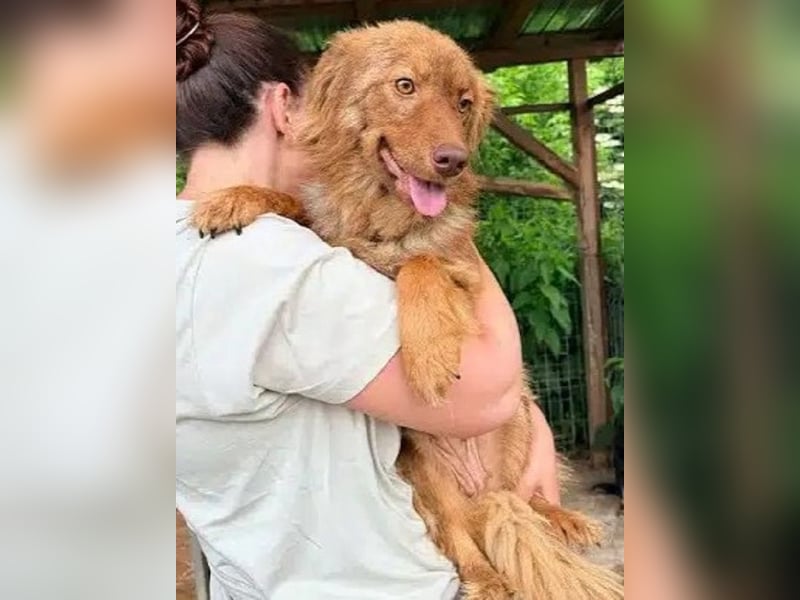 ♥BRUNJA♥ ab 27. Jun auf Pflegest bei Leverkusen - menschenbezogene und liebenswerte Junghündin 45cm