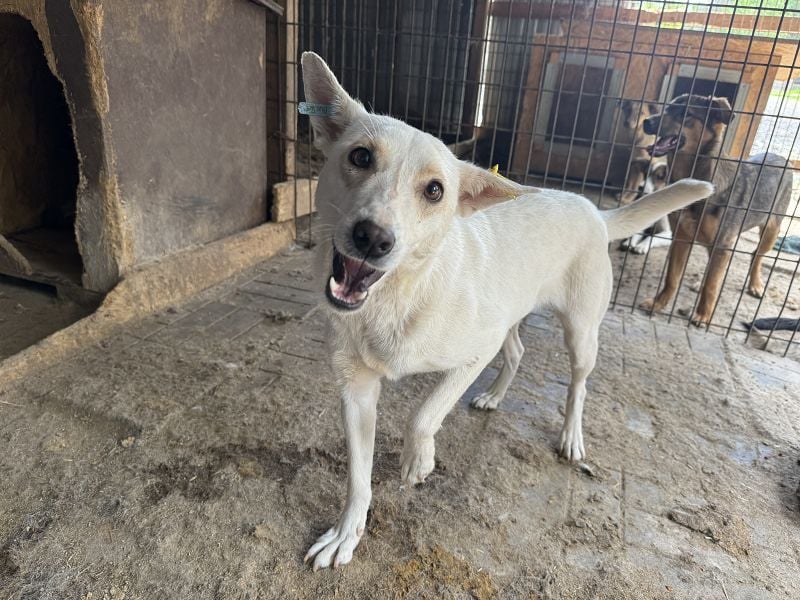 ♥NOEMI♥ hübsche weiße, anfangs noch zurückhaltende sensible Seele 47 cm