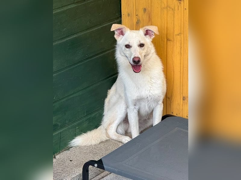 ♥BLANCO♥ auf Pflegestelle bei Köln - sportlicher, zarter, ganz lieber und sensibler Rüde 48cm