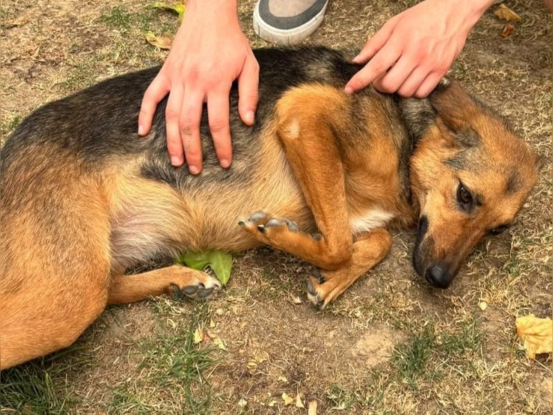 ♥MALAIKA♥ neu auf Pflegestelle in Köln - wunderschöne, ganz liebe, noch etwas unsichere Hündin 50 cm