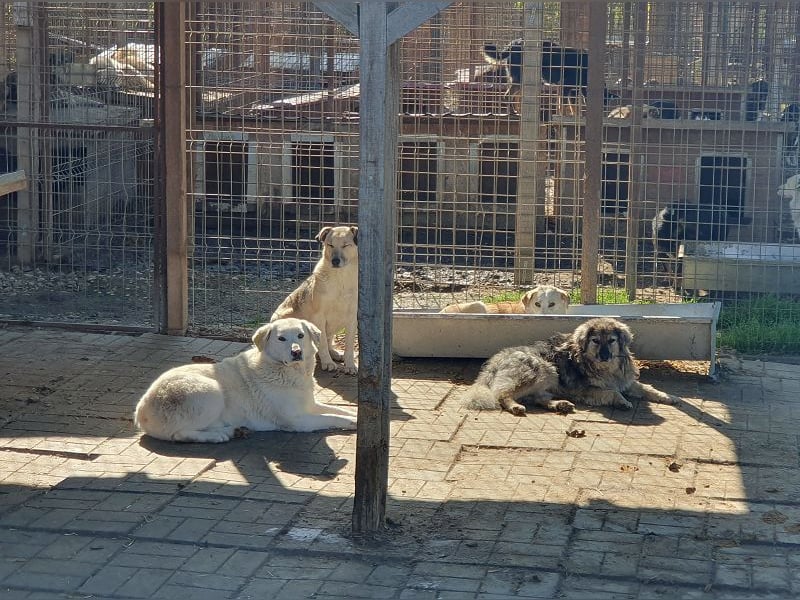♥JANOSCH♥ hübscher, sehr lieber, anfangs noch vorsichtiger Labrador-Mix-Rüde 48 cm