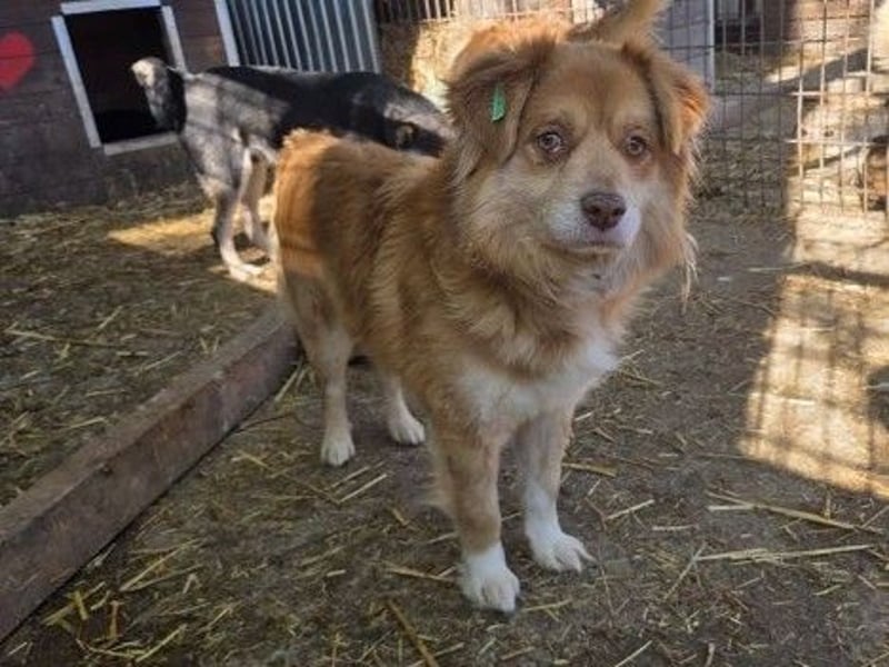 ♥BENNY♥ süßer, ganz menschenbezogener, hübscher Jungrüde 43 cm
