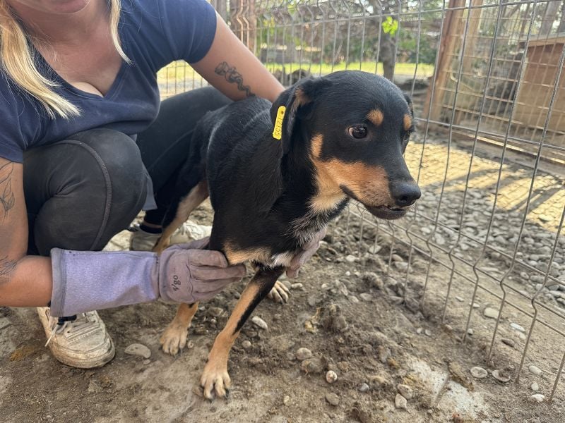 ♥LUBI♥ hübscher, ganz lieber, noch etwas ängstlicher Rüde mit dem süßen Unterbiss 45 cm