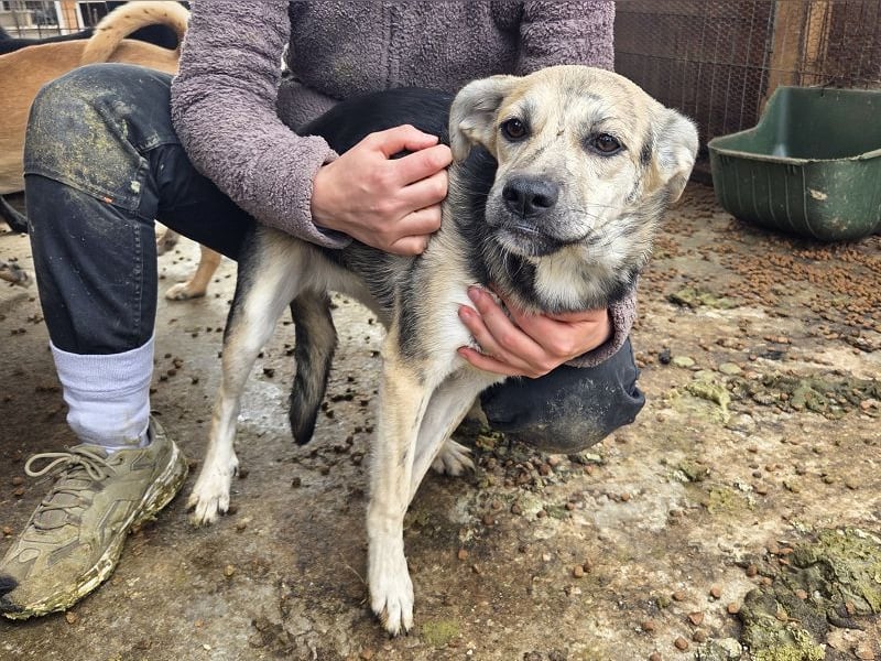 ♥ROXANA♥ wunderschöne, neugierige, liebevolle Juniorin 45 cm