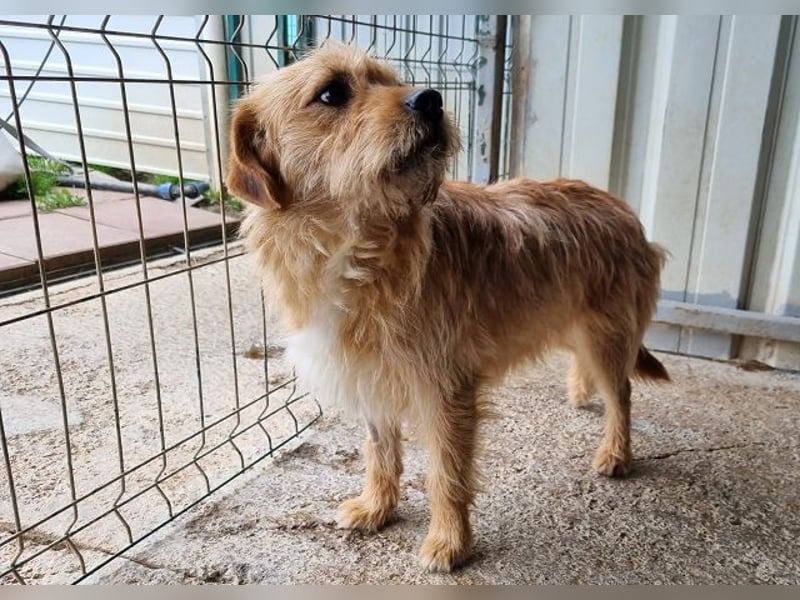 ♥CHUPPY♥ wunderbarer, feinfühliger Rüde - ein echter Hingucker 42 cm