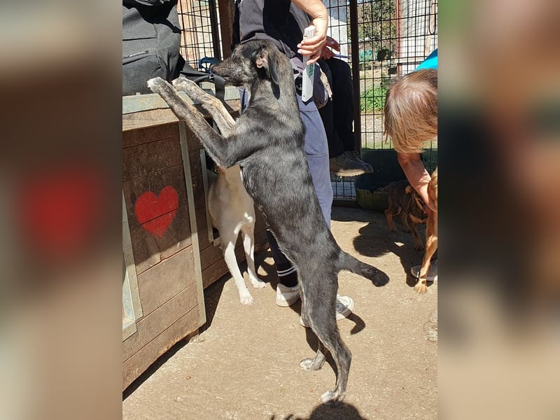 ♥GINGER♥ verspielte, sportliche, leider zu dünne, tolle Juniorin voller Lebenslust 49 cm (wachsend)