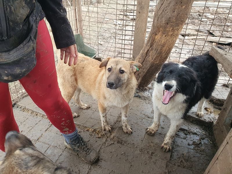 ♥ALESSIA♥ zuckersüße, ganz liebe Junghündin, die viel zu geben hat und kaum etwas erwartet 47 cm