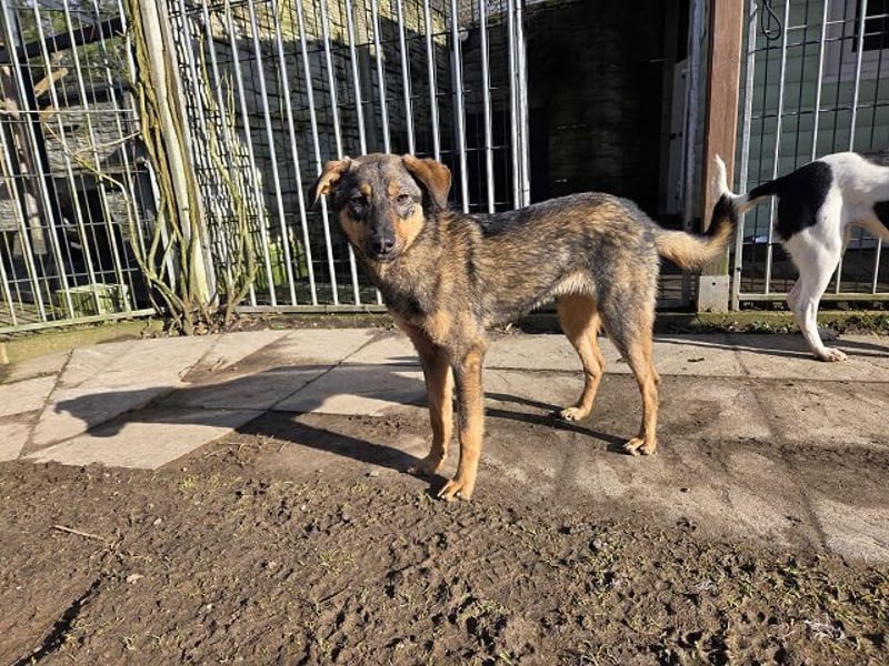 ♥FEE♥ auf Pflegestelle bei Köln - hübsche, ruhige, eher zurückhaltende, unkomplizierte Juniorin 49cm