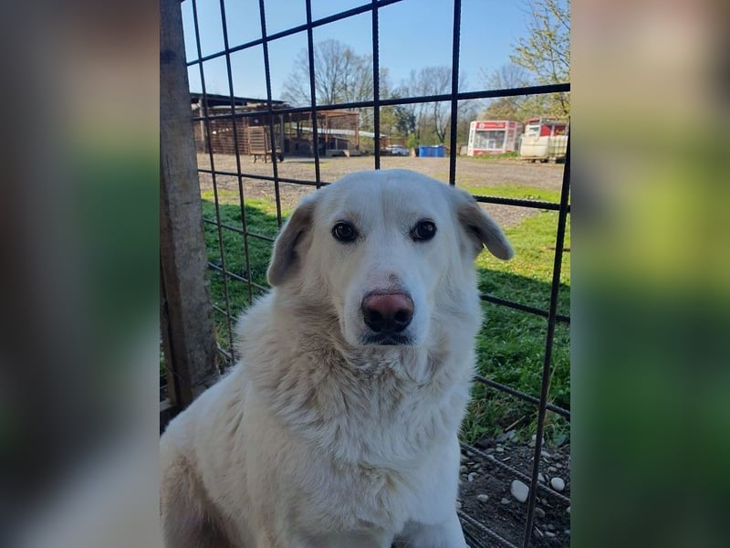 ♥JANOSCH♥ hübscher, sehr lieber, anfangs noch vorsichtiger Labrador-Mix-Rüde 48 cm