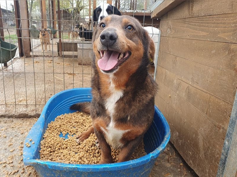 ♥IVO♥ kleiner, dackelähnlicher, sehr menschenbezogener und verschmuster Freund für's Leben 42 cm