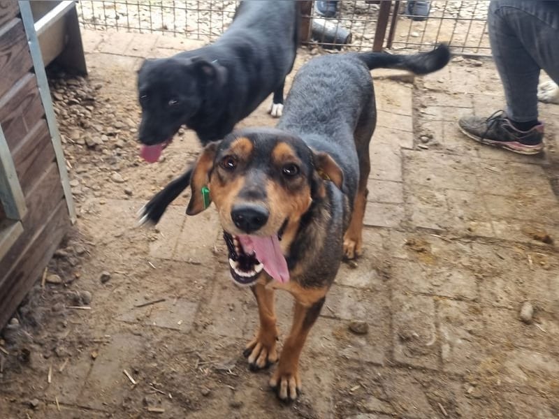 ♥GAROU♥ wunderschöner rotbraun-schwarzer, anhänglicher Rüde mit unglaublicher Lebensfreude 50 cm