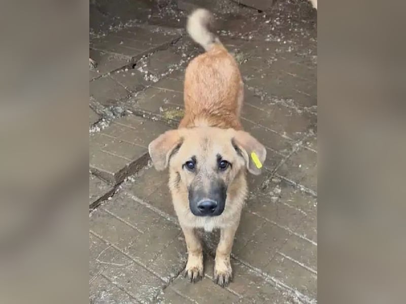 ♥ELVIS♥er bringt alles mit,was man sich wünschen kann: ruhig, sehr menschenbezogenen, liebevoll 48cm