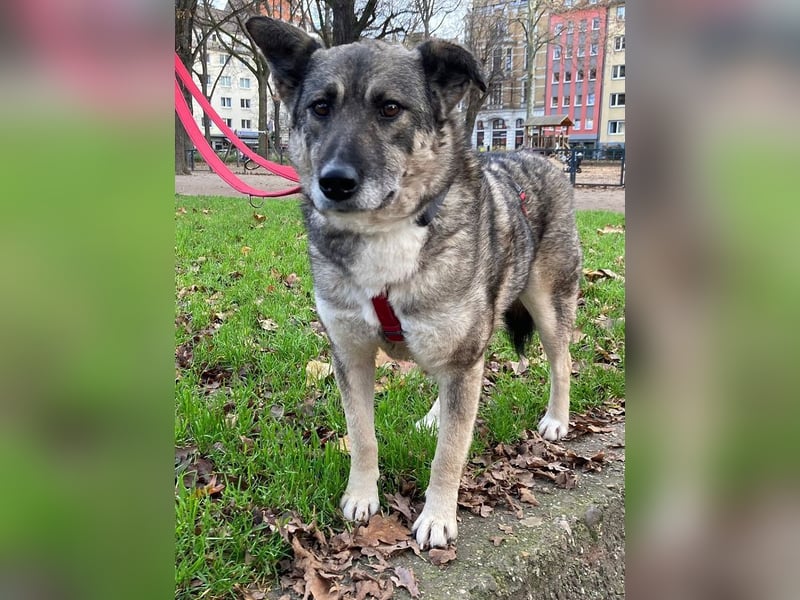 ♥LONKA♥ auf Pflegestelle in Köln - wunderschöne, verschmuste Hündin 42 cm