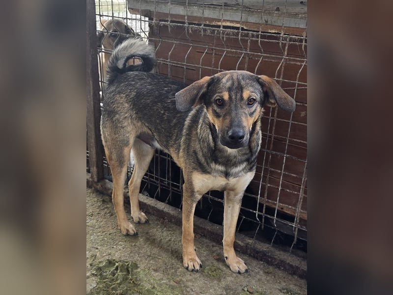 ♥RIO♥ verschmuster, ruhiger, liebevoller und verspielter Jungspund 50 cm