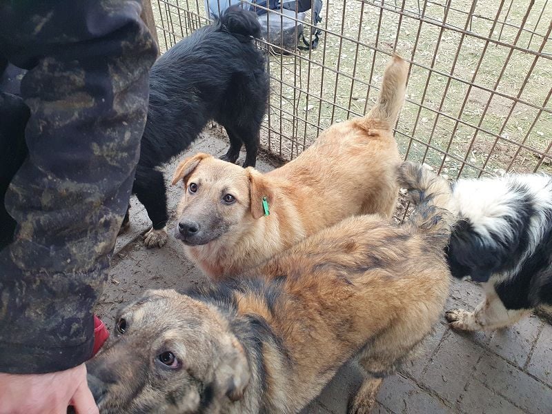 ♥ALESSIA♥ zuckersüße, ganz liebe Junghündin, die viel zu geben hat und kaum etwas erwartet 47 cm