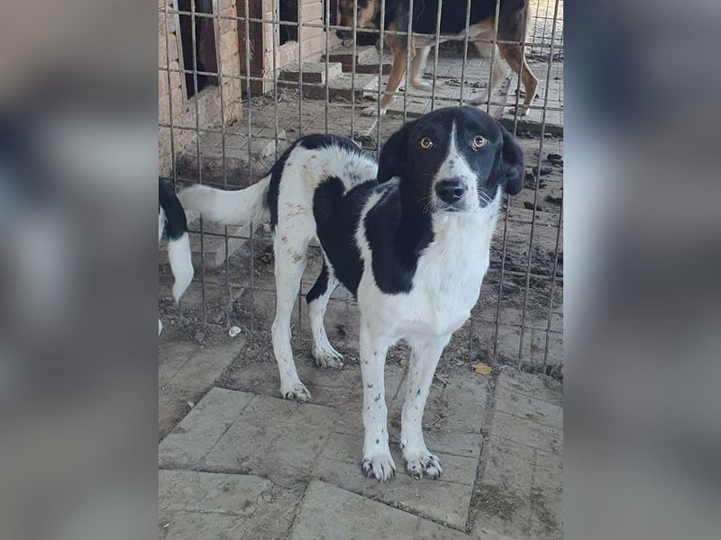 ♥SANCHO♥ wunderbarer, hübscher, anhänglicher, sensibler Jungrüde 48 cm