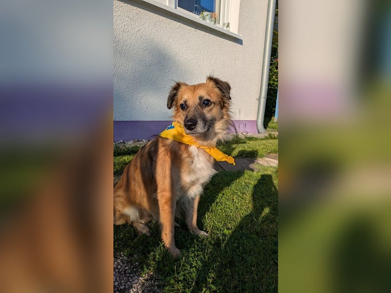 ♥DIDRIK♥ auf Pflegestelle bei Köln - süßer, lieber, dankbarer, blinder Purzel 45 cm