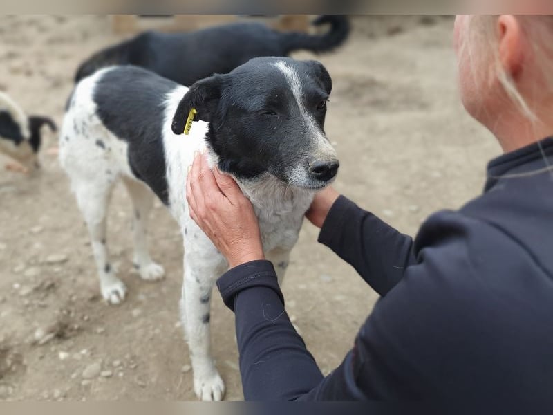 ♥ANGEL♥ so menschenbezogene, liebesbedürftige Hündin,die sich verzweifelt nach Zuneigung sehnt 46cm