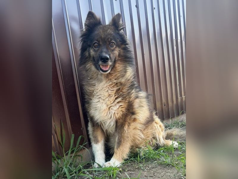 ♥LEO♥ ab 29. Aug auf Pflegestelle bei Köln-wunderschöner, lieber,ruhiger, aufgeschlossener Rüde 49cm