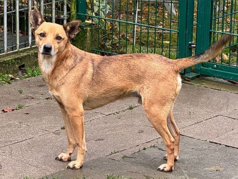 ♥AXEL♥ auf Pflegestelle bei Köln - verschmuster, sehr menschenbezogener Traumhund 48 cm