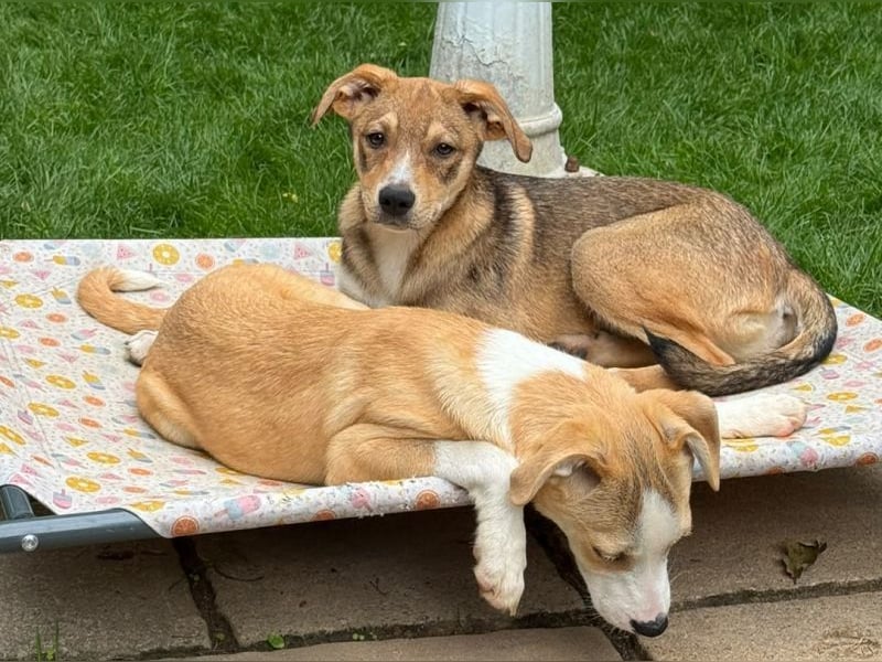 ♥HENRY♥ neu auf Pflegestelle bei Köln - zuckersüßer kleiner Sonnenschein 46 cm (wachsend)