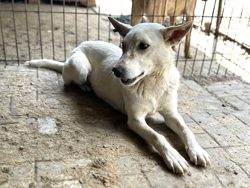 ♥NOEMI♥ hübsche weiße, anfangs noch zurückhaltende sensible Seele 47 cm