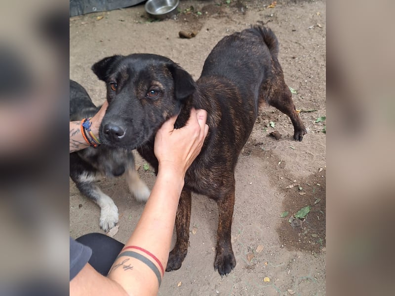 ⭐️ZANA⭐️, Knutschkugel, Hündin, 8,5 Jahre, 45 cm, Mischling, Tierschutz Rumänien