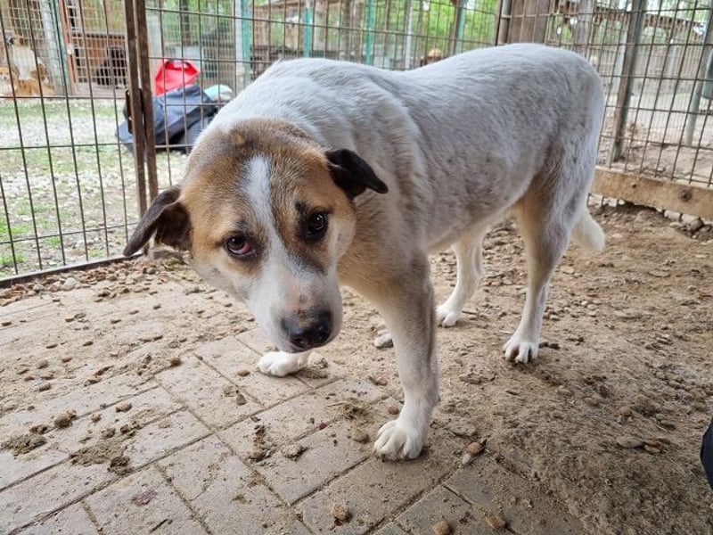 ♥MONTANA♥ süße, unkomplizierte, liebe, ruhige Hündin, die schon 2 Jahre im Tierheim wartet 49 cm