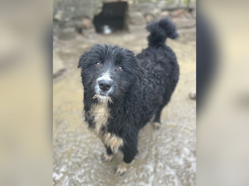 ⭐️GIAN⭐️, toller Begleiter, Rüde, 1 Jahr, 50 cm, Mischling, Tierschutz Rumänien