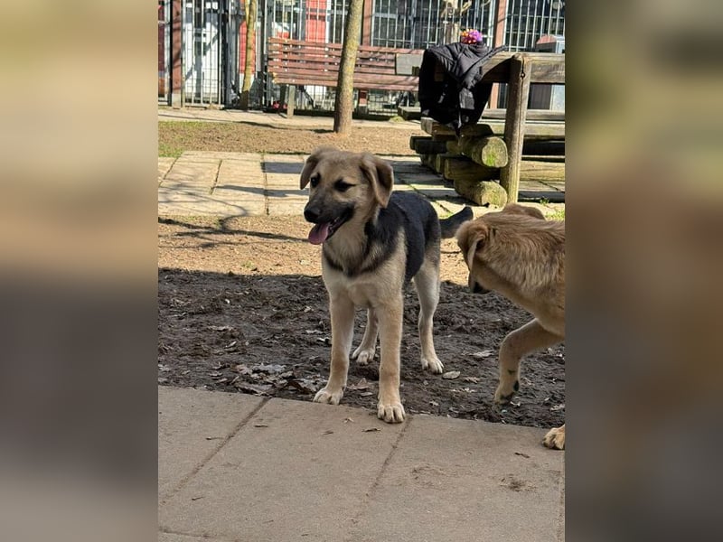 ♥DINA♥ auf Pflegestelle bei Köln-hübsches, liebes, verspieltes Welpenmädchen 42cm