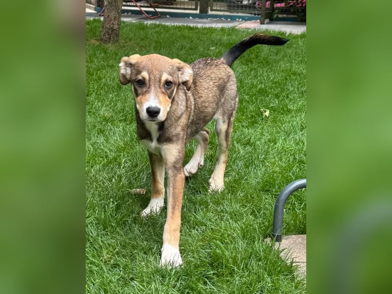 ♥HENRY♥ neu auf Pflegestelle bei Köln - zuckersüßer kleiner Sonnenschein 46 cm (wachsend)